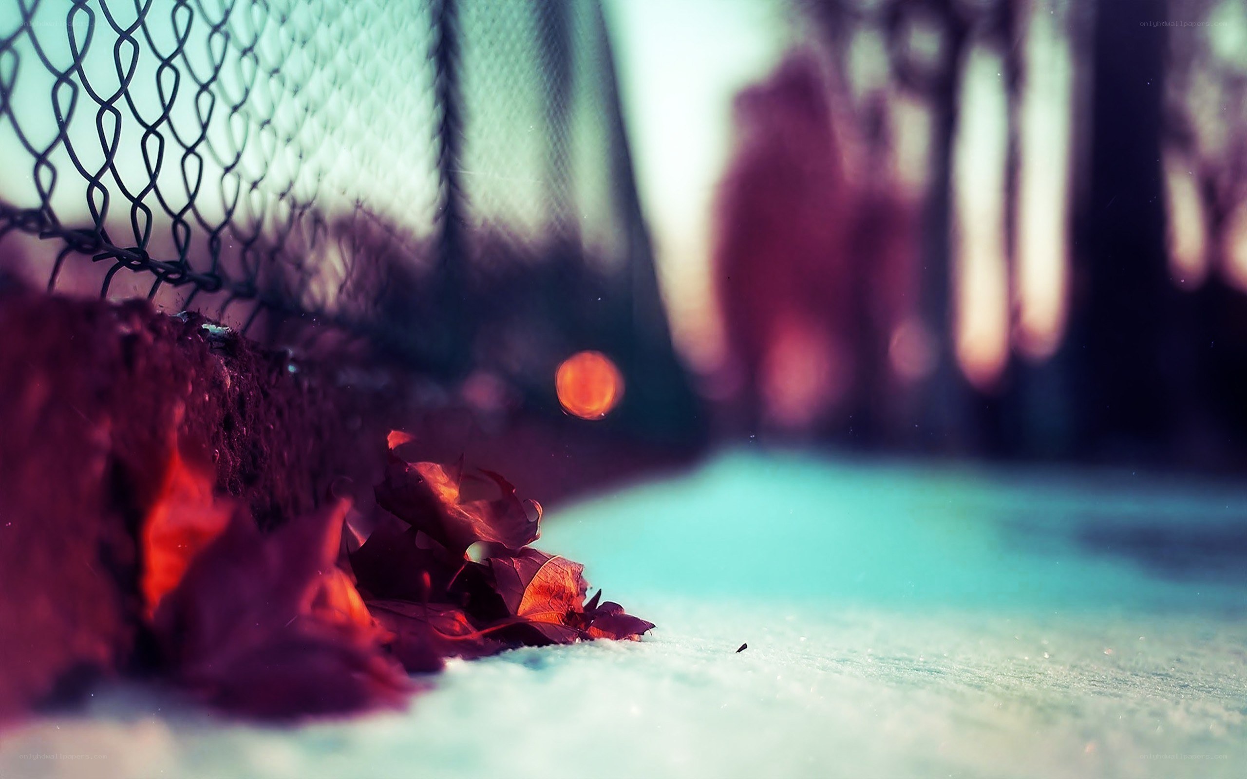 fall leaves on snowy ground