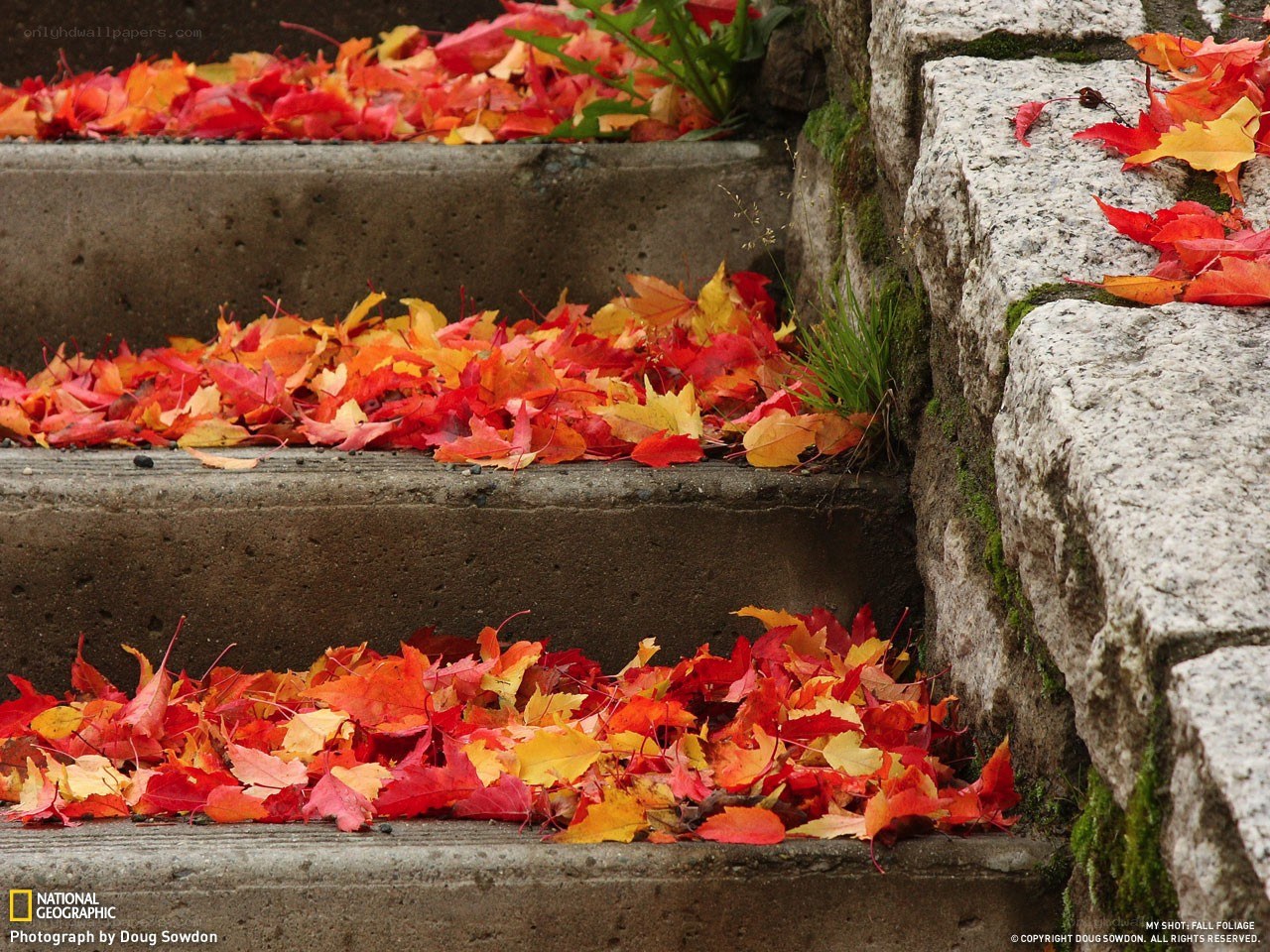 Fall leaves on stone steps