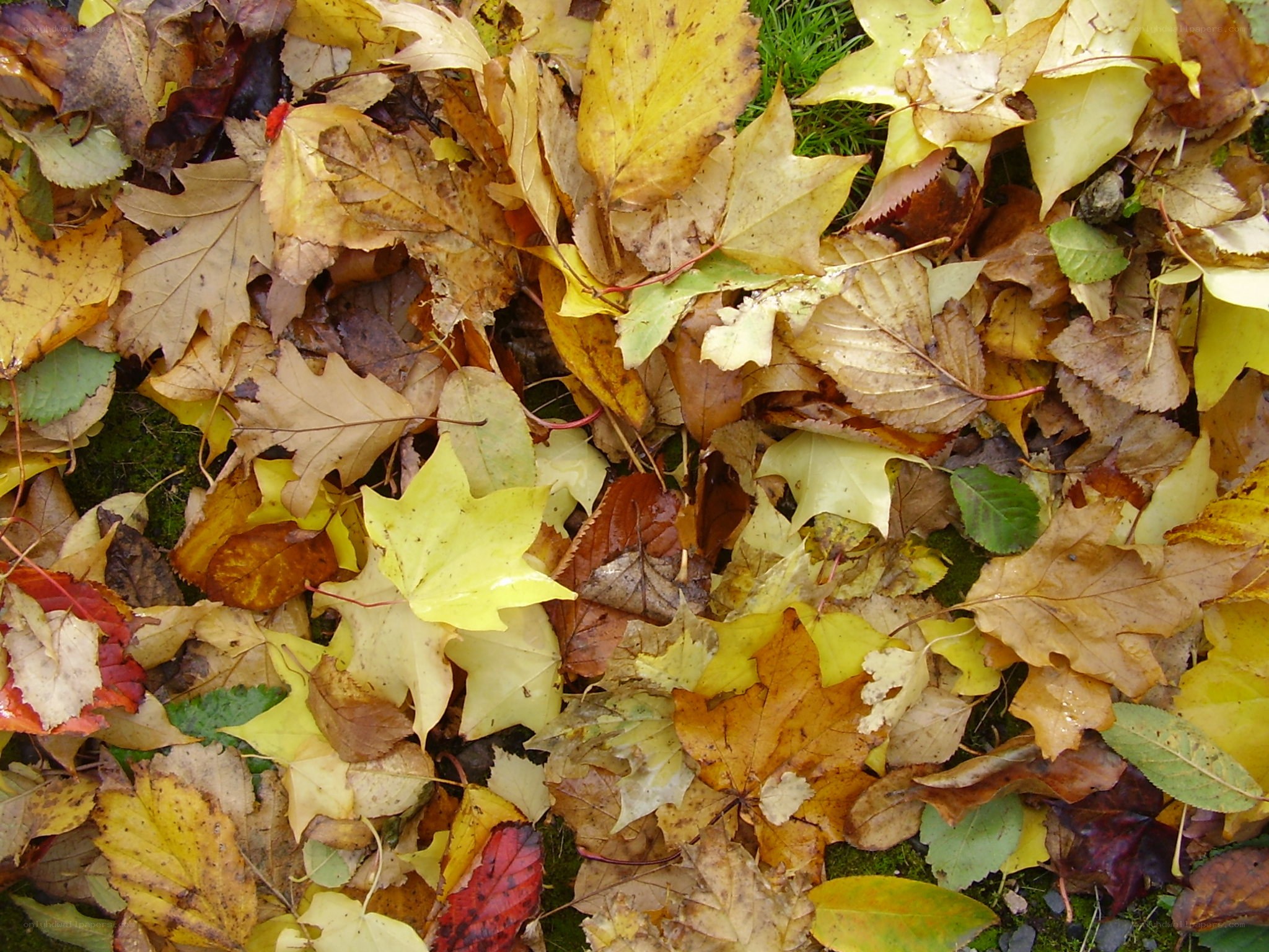 fall leaves on the ground