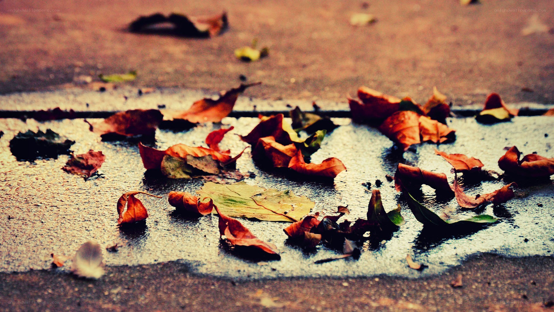 fall leaves on wet pavement