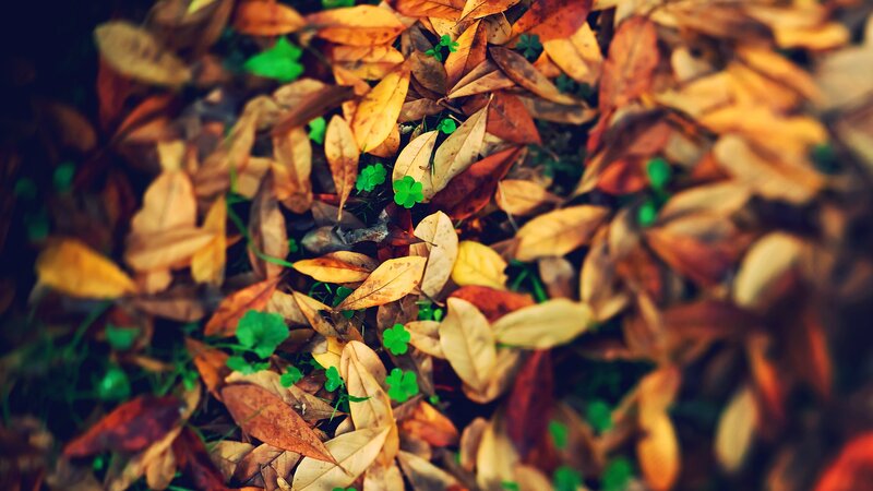 fall leaves with clovers