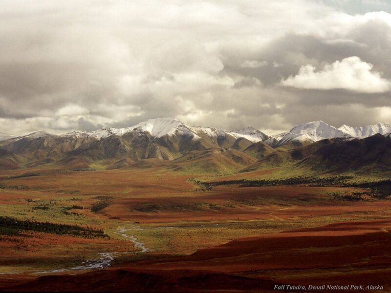 Fall tundra in Denali