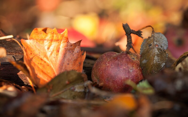 Fallen apple among autumn leaves