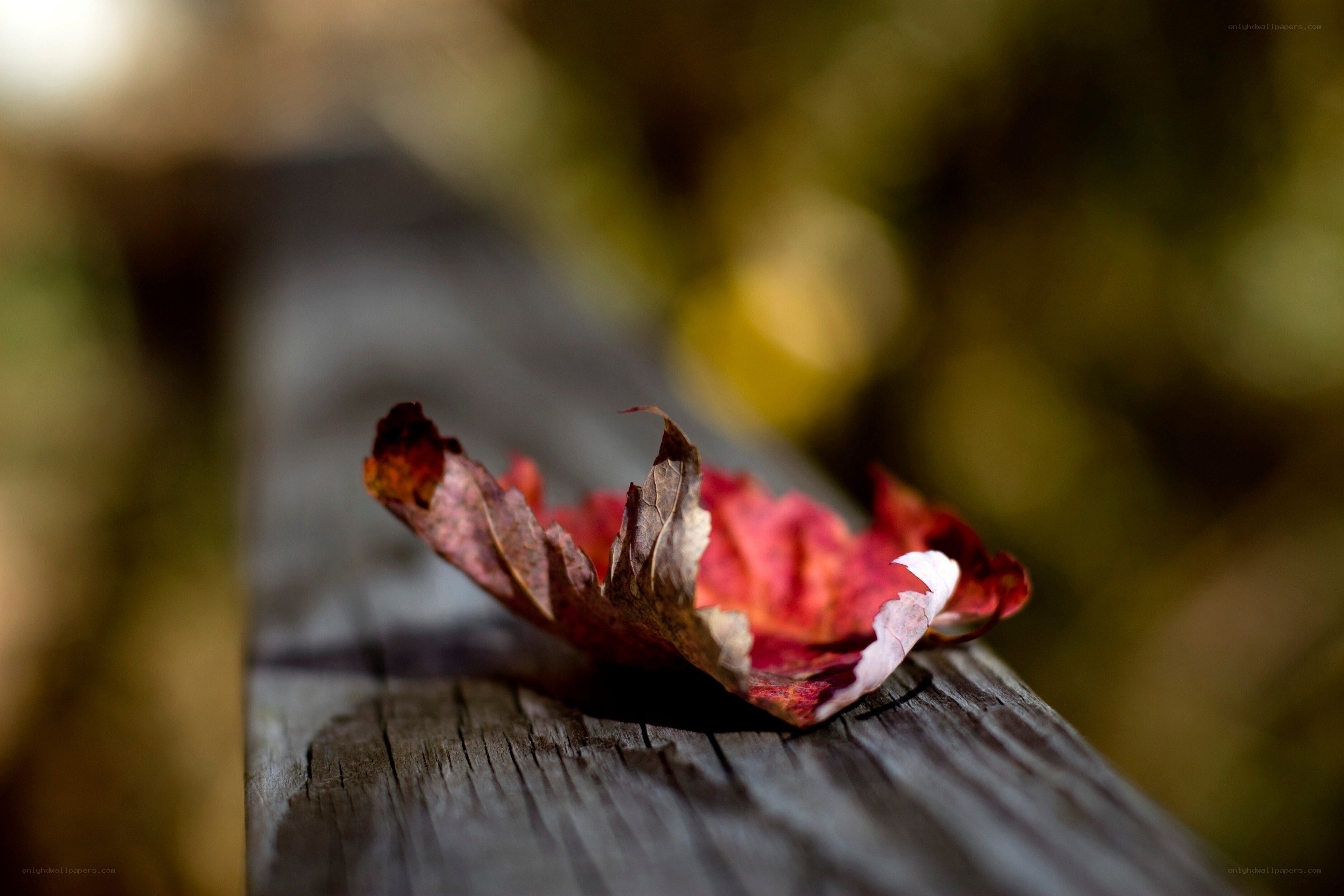 Fallen autumn leaf on wood