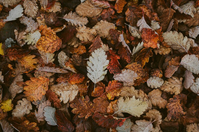 Fallen Autumn Leaves — Brown, Calm, Photograph, Ground, Colorful