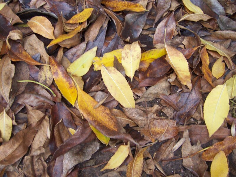 Fallen Autumn Leaves — Brown, Calm, Photograph, Ground, Soil