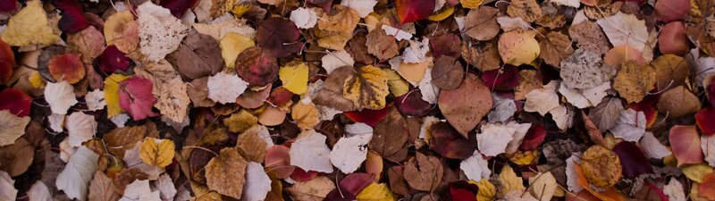 Fallen Autumn Leaves — Brown, Calm, Photograph, Ground