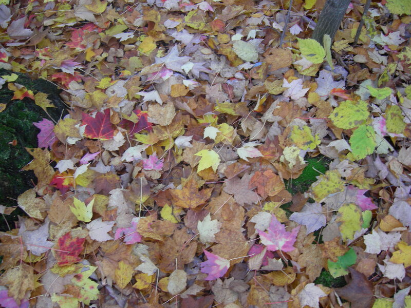 Fallen Autumn Leaves — Brown, Calm, Photograph, Moss