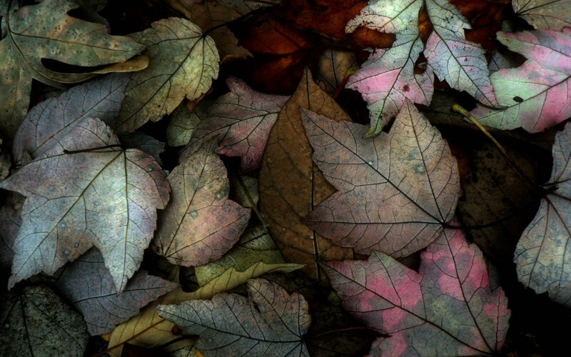 Fallen Autumn Leaves — Brown, Dramatic