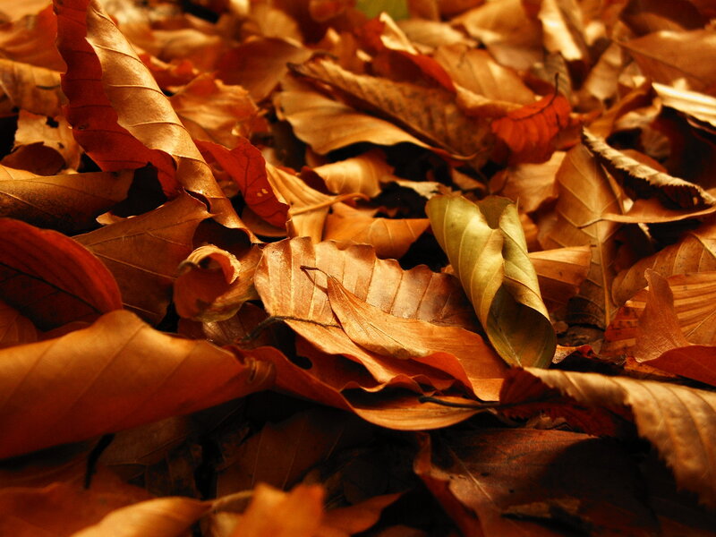 Fallen Autumn Leaves — Brown