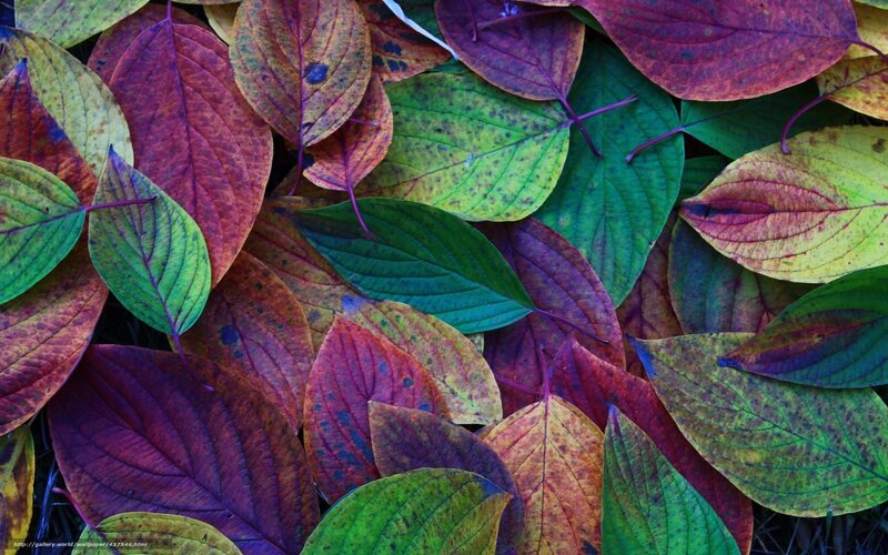 Fallen Autumn Leaves — Green, Natural