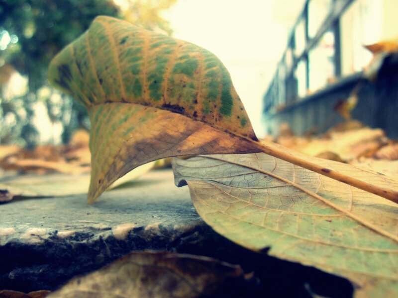 Fallen Autumn Leaves — Green
