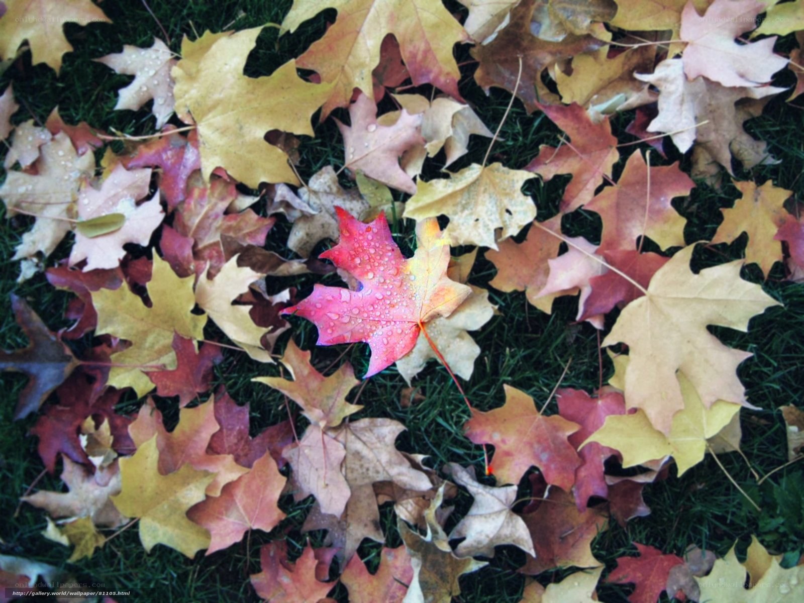 Fallen autumn leaves on grass