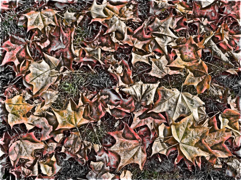 fallen autumn leaves on ground