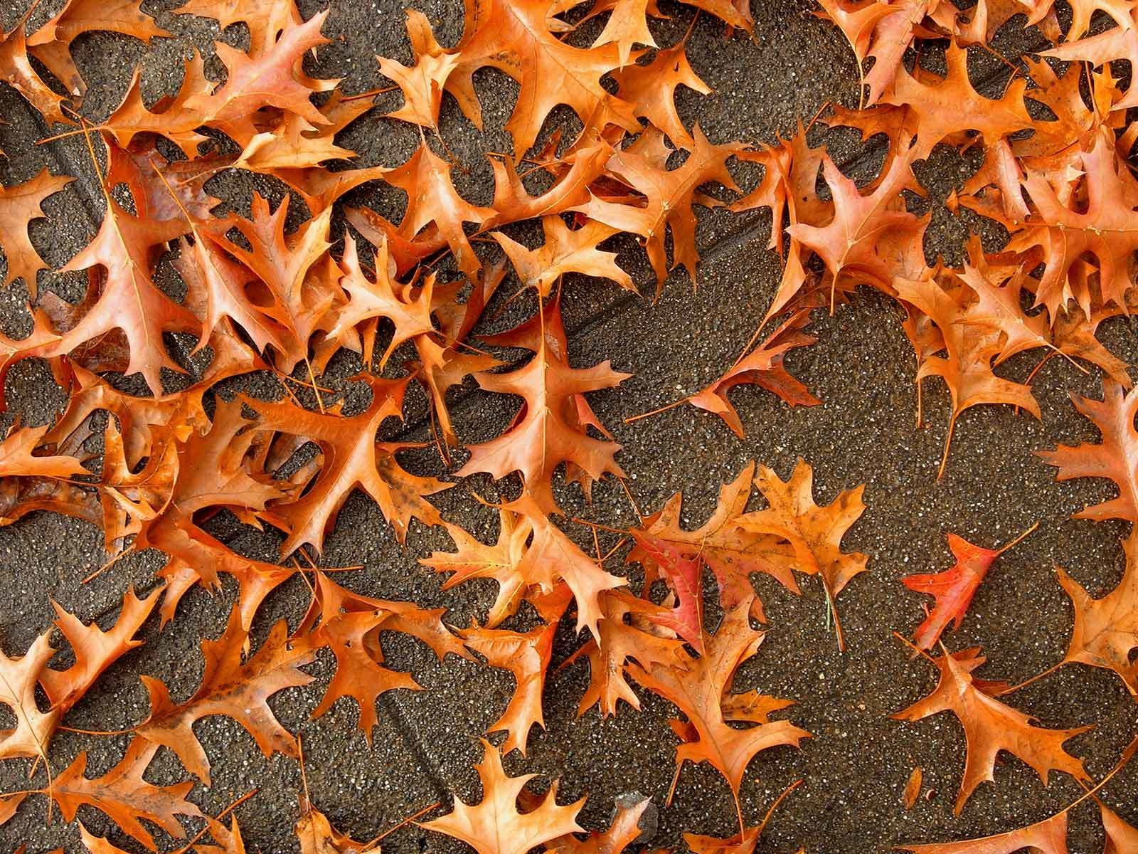 fallen autumn leaves on pavement