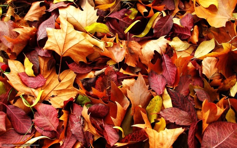 Fallen Autumn Leaves — Orange, Calm, Photograph, Ground