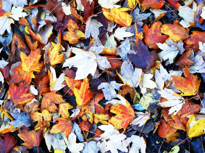 Fallen Autumn Leaves — Orange, Calm, Photograph