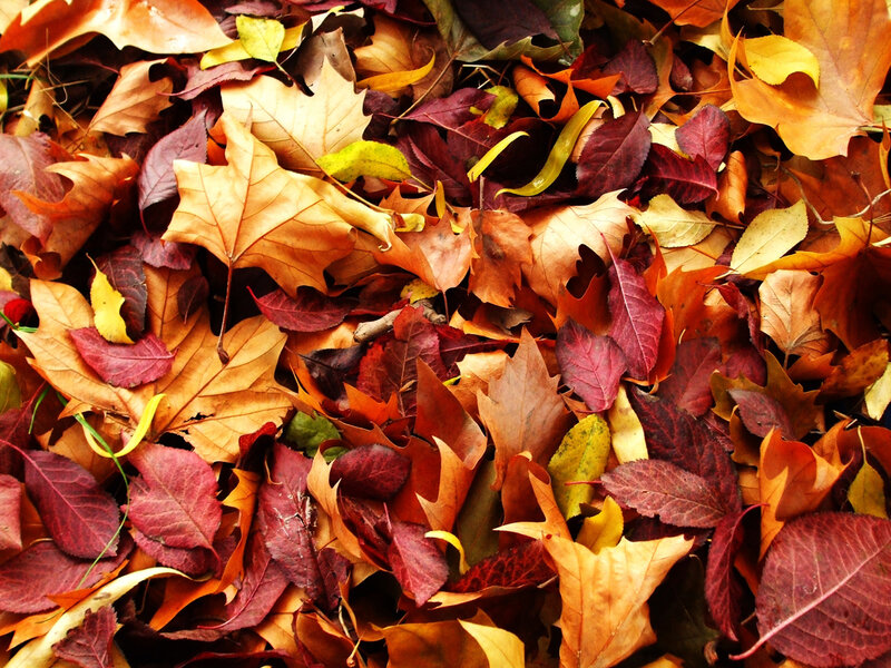 Fallen Autumn Leaves — Orange, Calm