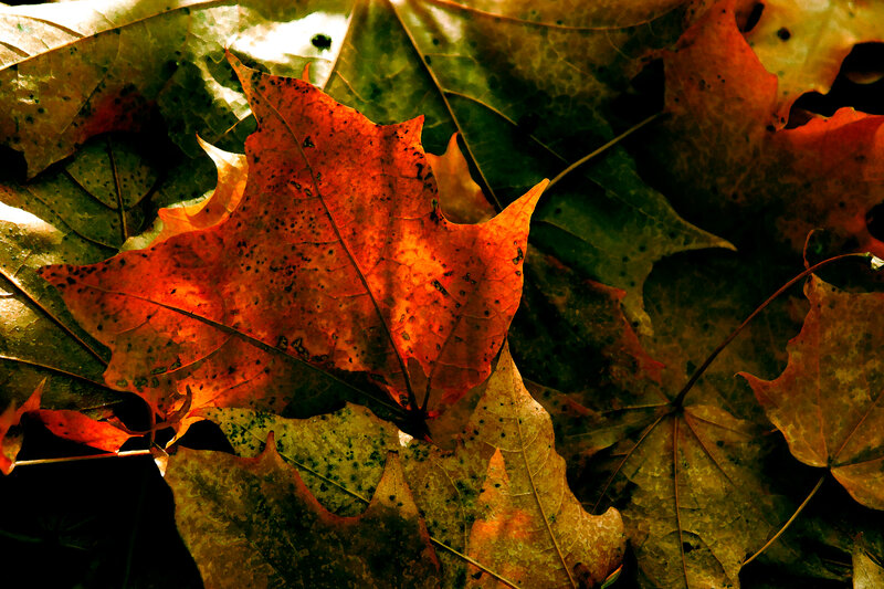 Fallen Autumn Leaves — Orange, Dramatic