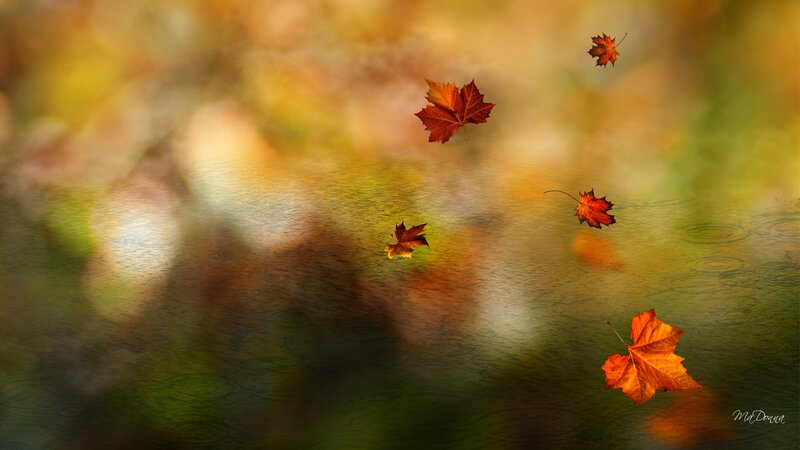 Fallen Autumn Leaves — Orange, Serene, Digital Art