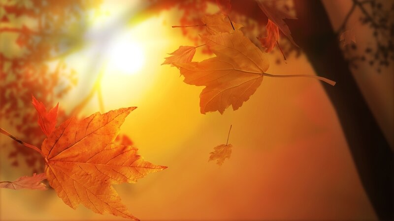 Fallen Autumn Leaves — Orange, Serene, Photograph, Sun