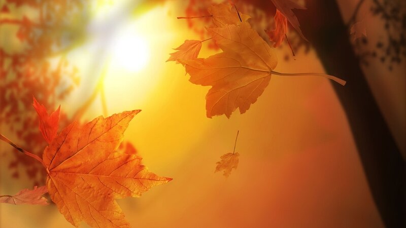 Fallen Autumn Leaves — Orange, Serene, Photograph, Sunlight