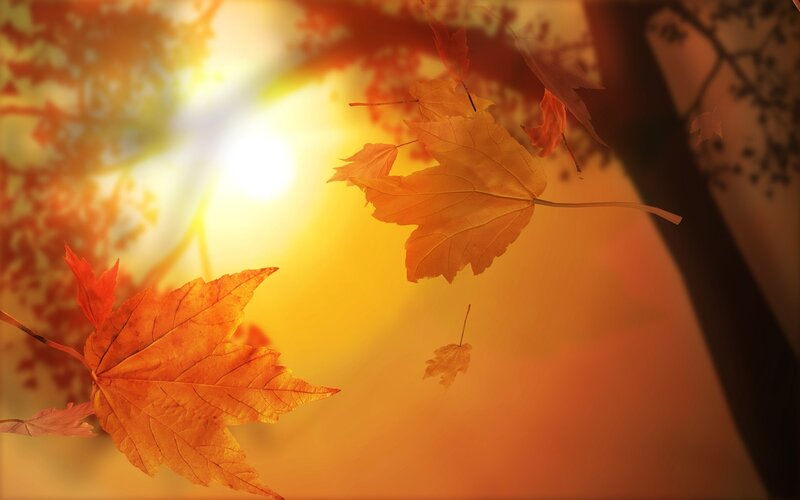 Fallen Autumn Leaves — Orange, Serene, Photograph, Sunlight, Tree Branches