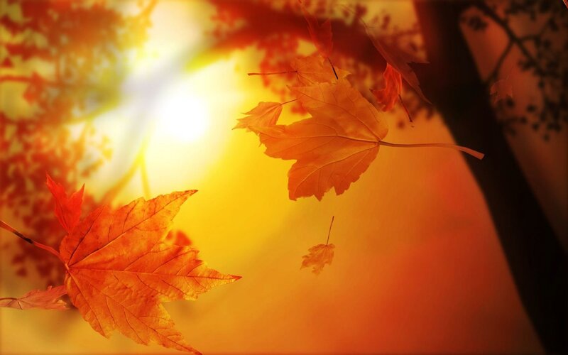 Fallen Autumn Leaves — Orange, Serene, Photograph