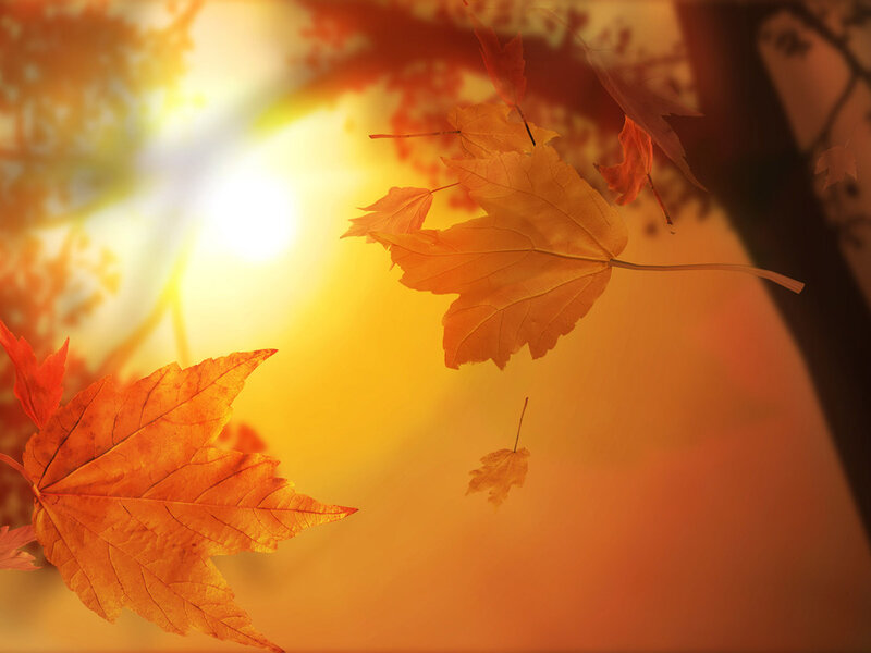 Fallen Autumn Leaves — Orange, Serene