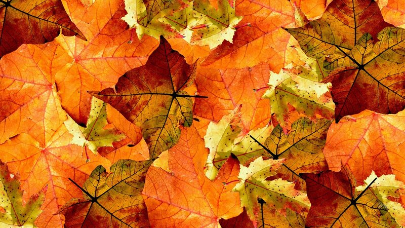 Fallen Autumn Leaves — Orange