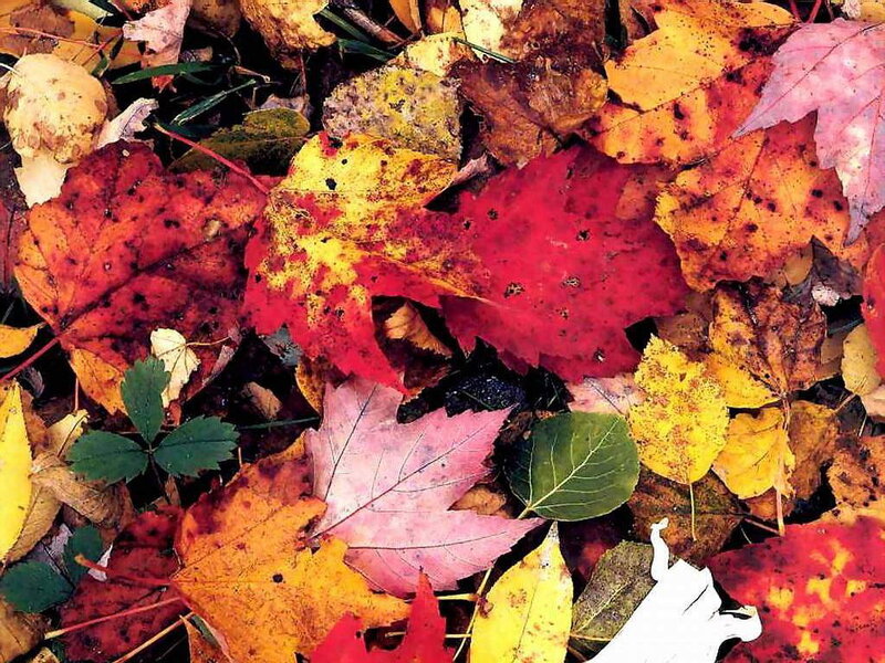 Fallen Autumn Leaves — Red, Calm, Photograph, Grass, Leaf