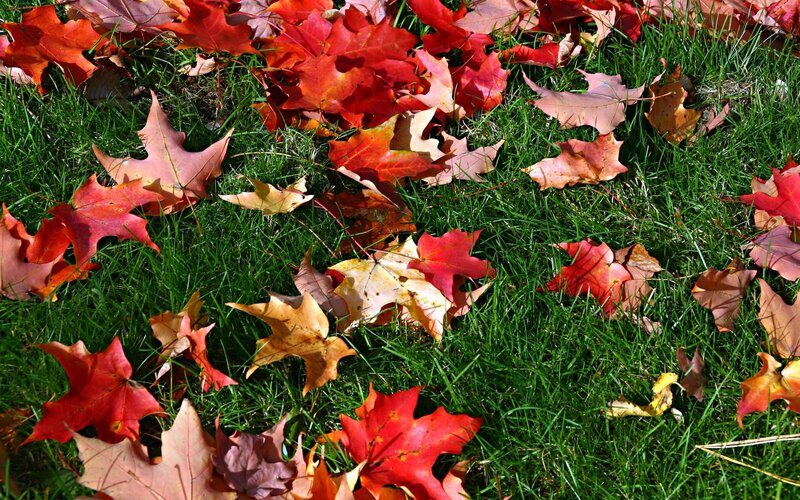 Fallen Autumn Leaves — Red, Calm, Photograph, Grass, Sunlight