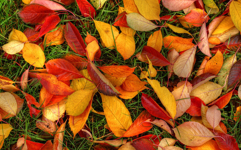 Fallen Autumn Leaves — Red, Calm, Photograph, Grass
