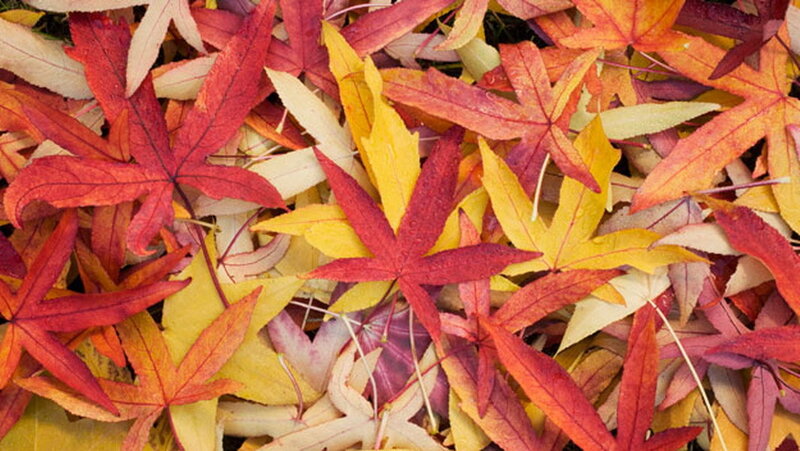 Fallen Autumn Leaves — Red, Calm, Photograph, Ground, Colorful