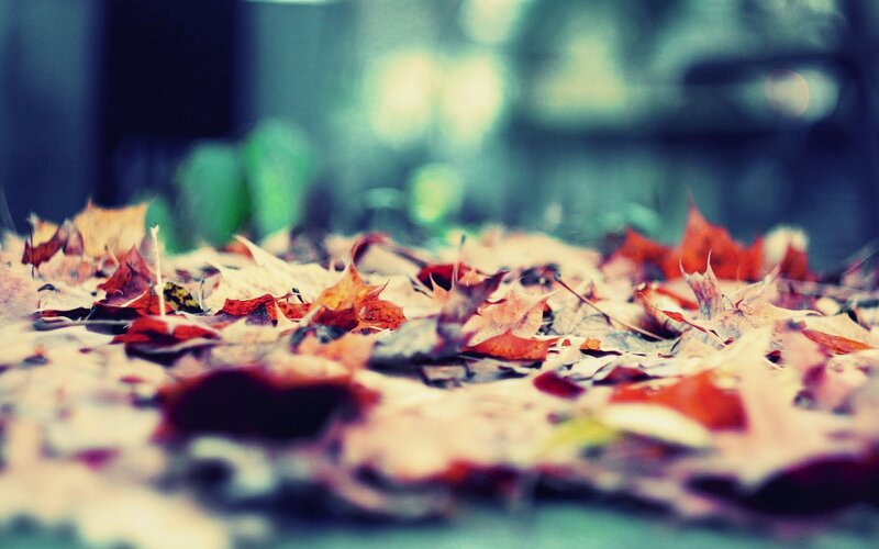 Fallen Autumn Leaves — Red, Calm, Photograph, Ground, Outdoor