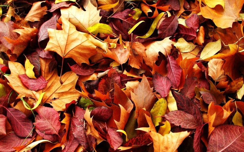 Fallen Autumn Leaves — Red, Calm, Photograph, Ground