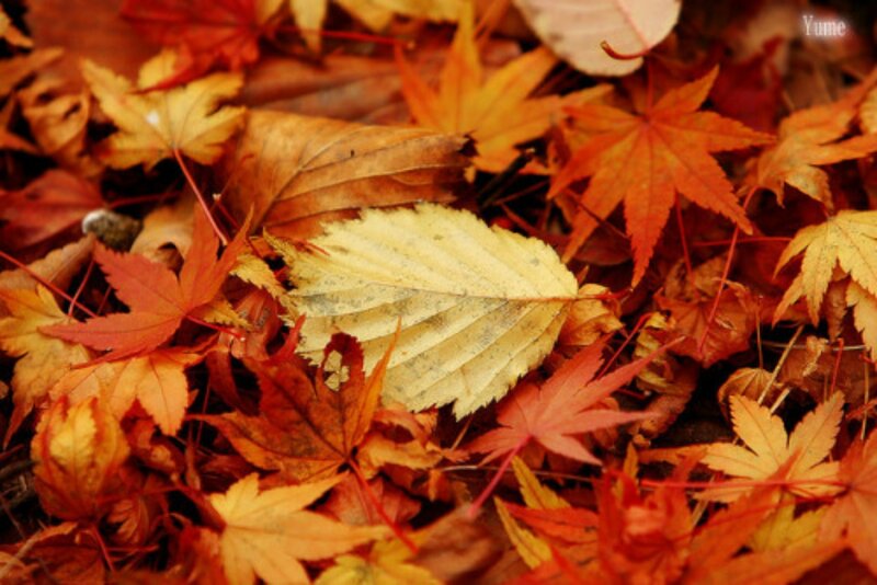 Fallen Autumn Leaves — Red, Calm, Photograph, Leaf