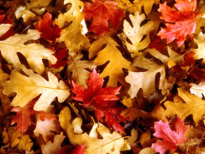 Fallen Autumn Leaves — Red, Calm, Photograph, Maple Leaf