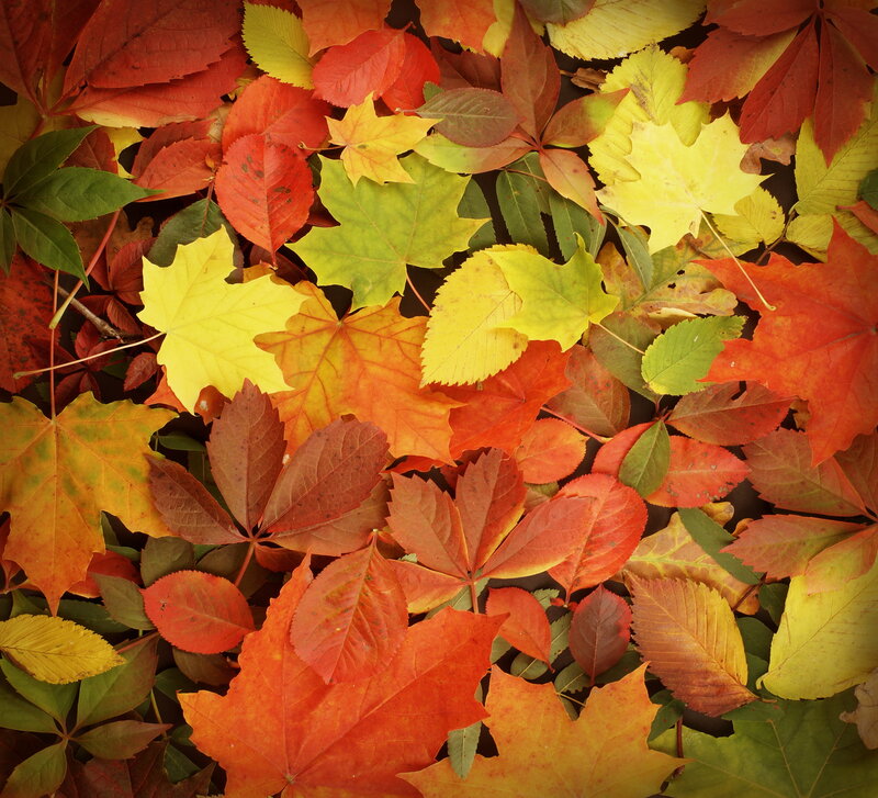 Fallen Autumn Leaves — Red, Calm, Photograph, Maple