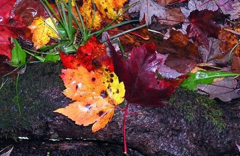 Fallen Autumn Leaves — Red, Calm, Photograph, Moss