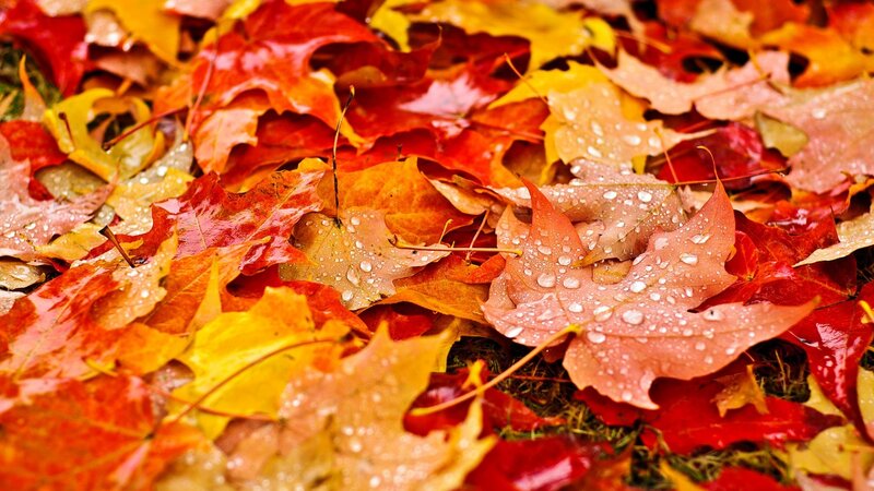 Fallen Autumn Leaves — Red, Calm, Photograph, Raindrops, Ground