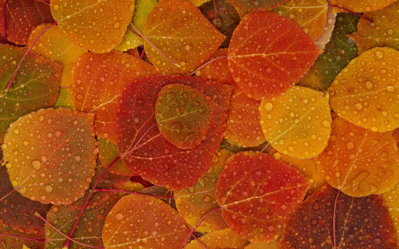 Fallen Autumn Leaves — Red, Calm, Photograph, Raindrops