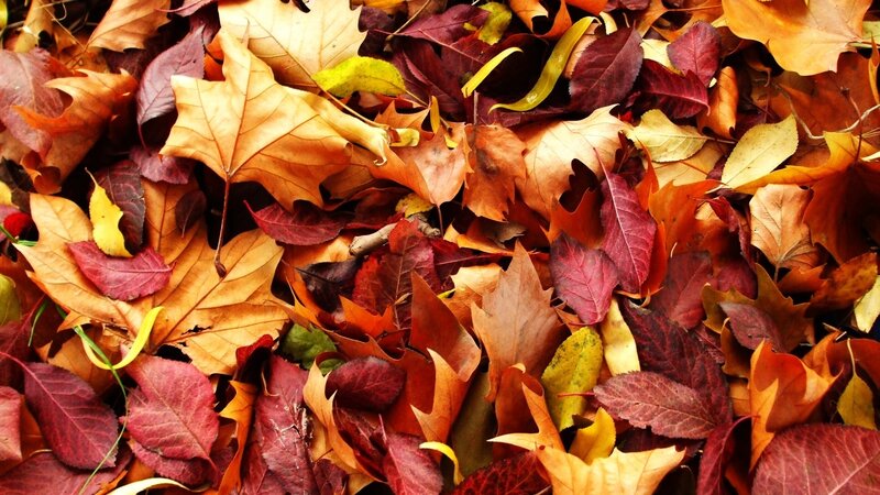 Fallen Autumn Leaves — Red, Calm, Photograph