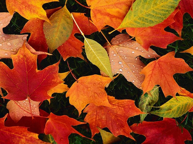 Fallen Autumn Leaves — Red, Calm