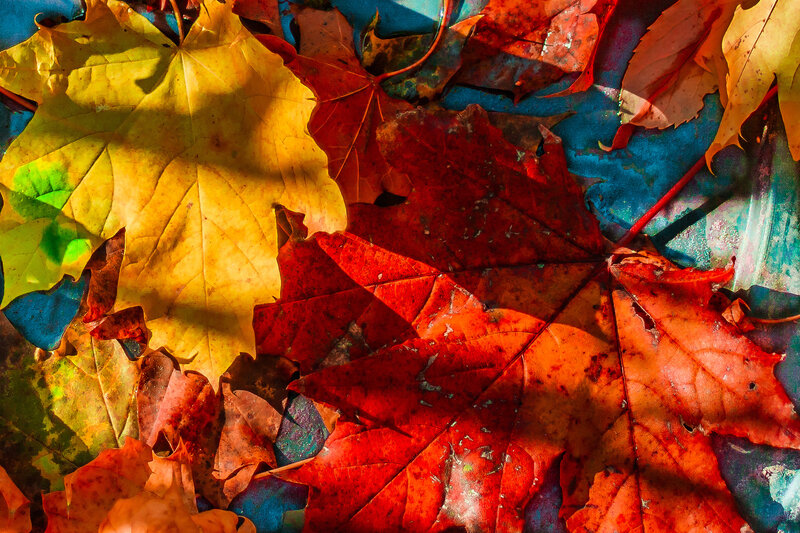 Fallen Autumn Leaves — Red, Dramatic, Photograph