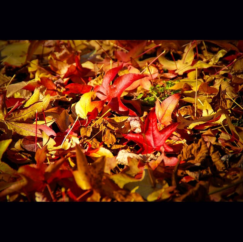 Fallen Autumn Leaves — Red, Dramatic