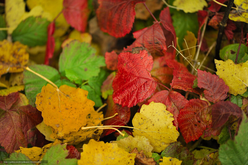 Fallen Autumn Leaves — Red, Natural, Photograph, Stem