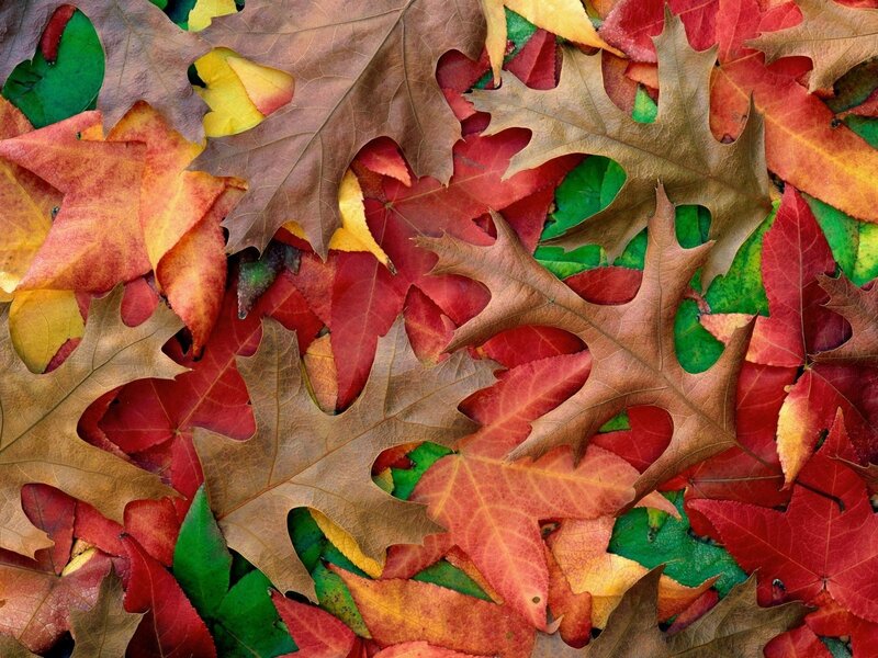 Fallen Autumn Leaves — Red, Natural, Photograph