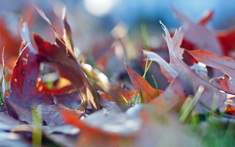 Fallen Autumn Leaves — Red, Serene, Photograph, Grass, Sunlight