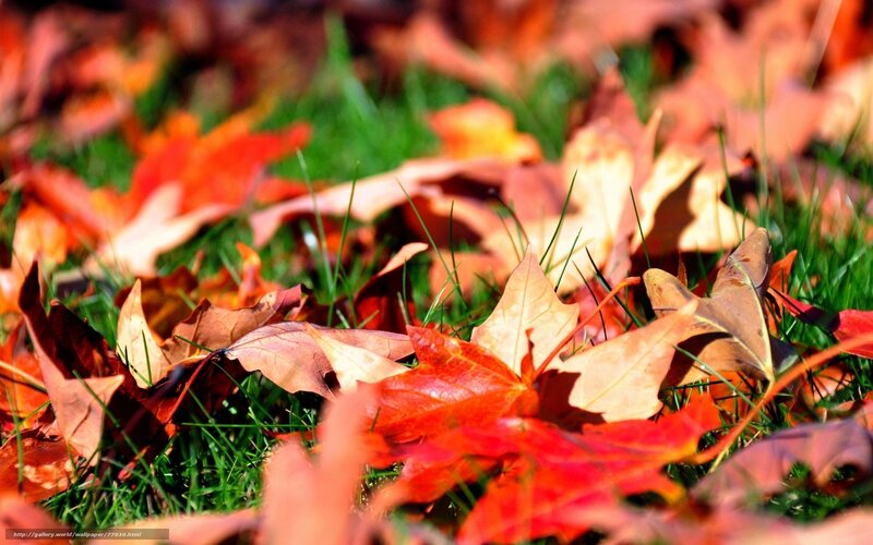 Fallen Autumn Leaves — Red, Serene, Photograph, Grass